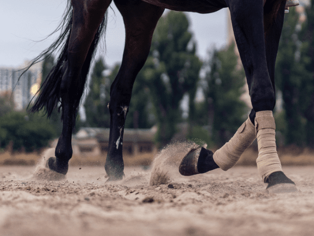 het beste zand voor een paardenpiste