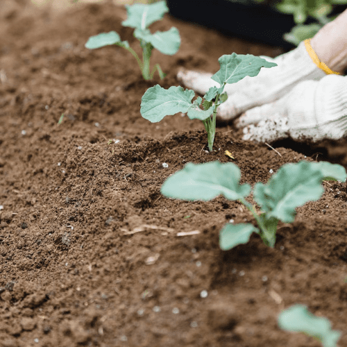 Teelaarde en zwarte grond kopen voor tuin - Jatu.be webshop voor tuin- en bodemproducten