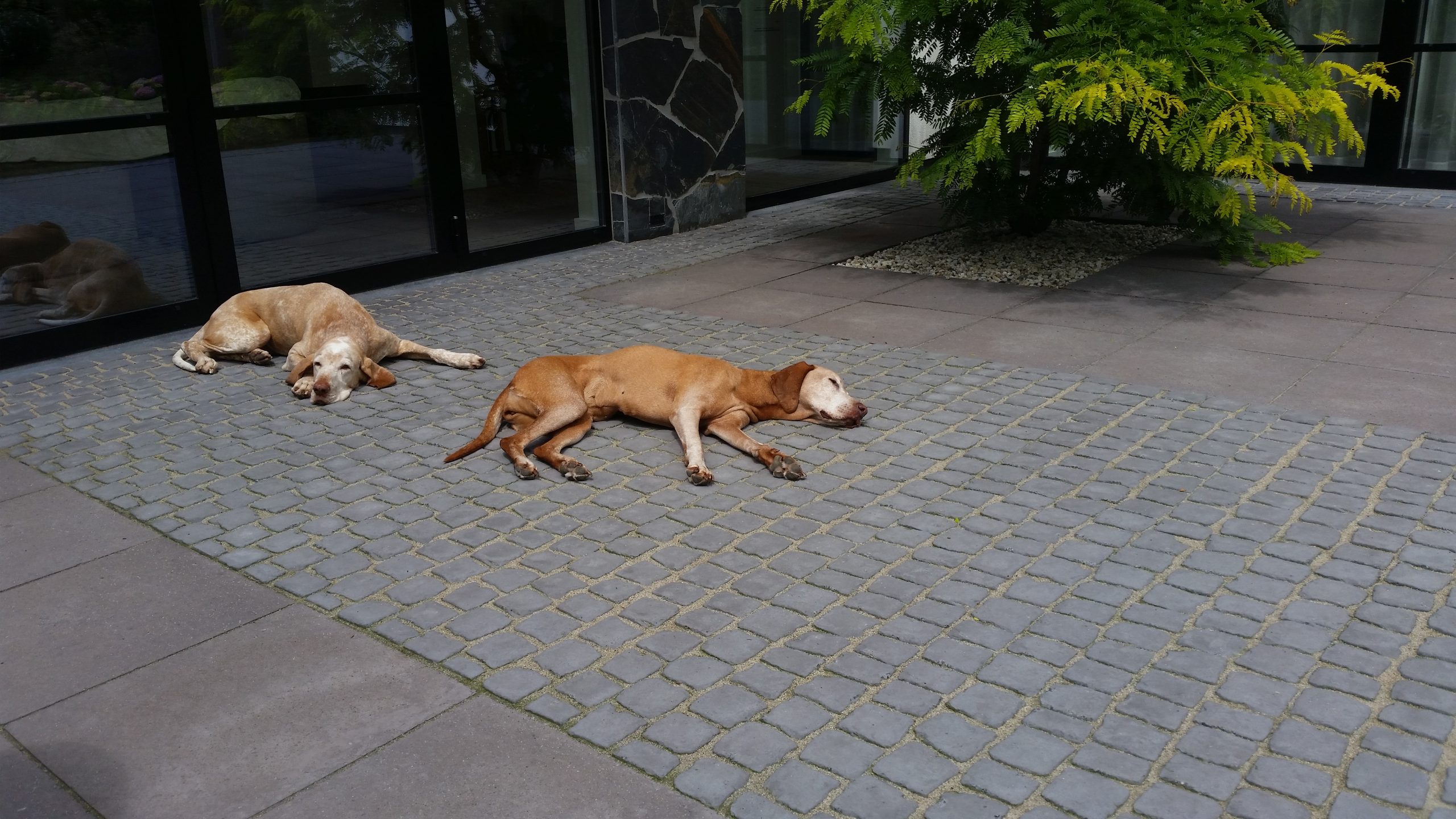 Terras aangelegd met Carpet Stones