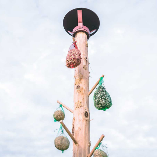 mezenbollen en pindanetten hangen aan voederhuis vogels