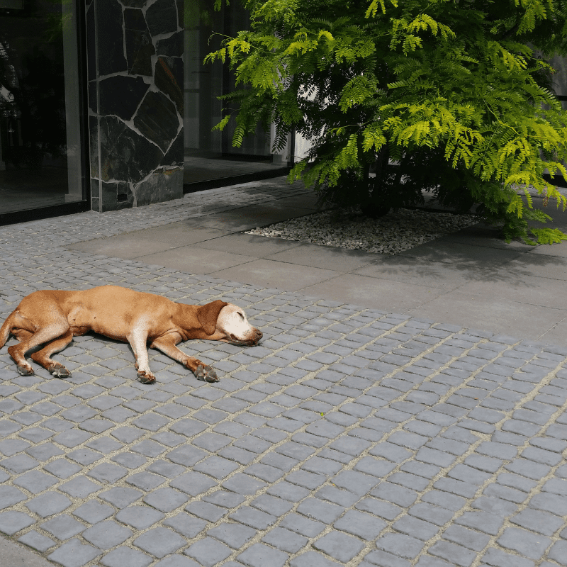 grijze waterdoorlatende klinkers op net kopen en is ook aangenaam voor pootjes van hond