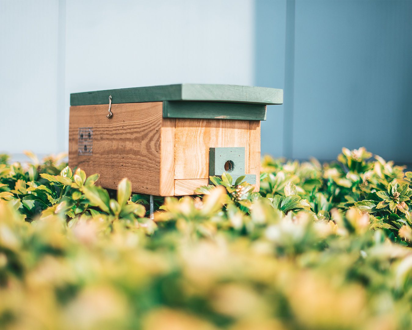 Hommelhuis voor buiten in de tuin te plaatsen