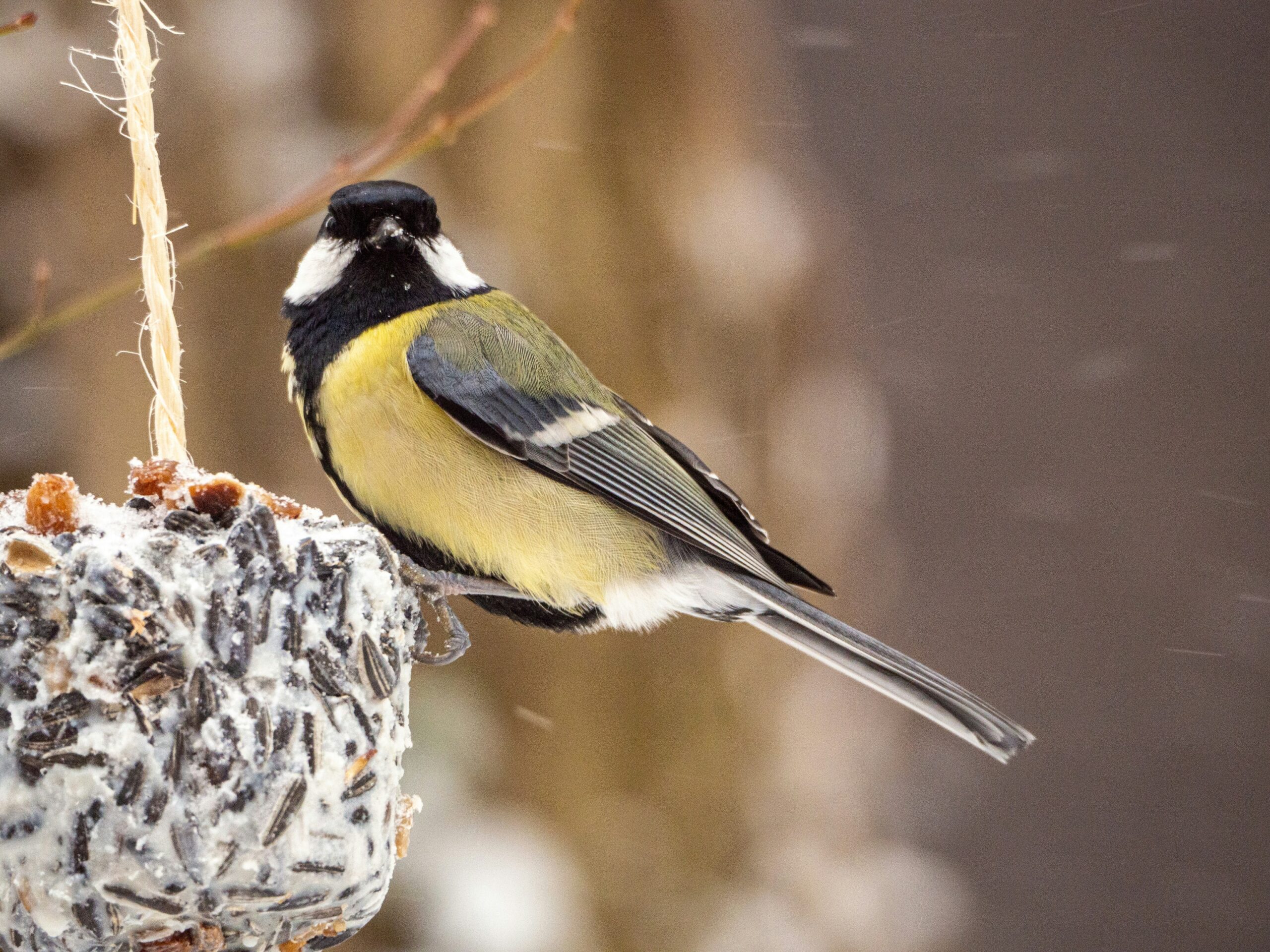 Nestkast kopen voor zwarte mees - Jatu.be