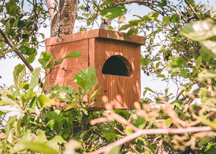 zwarte roodstaart nestkast kan ook in de tuin geplaatst worden