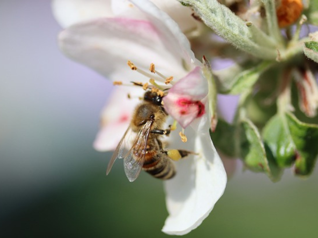 Bijen en Vlinders lokken naar je tuin