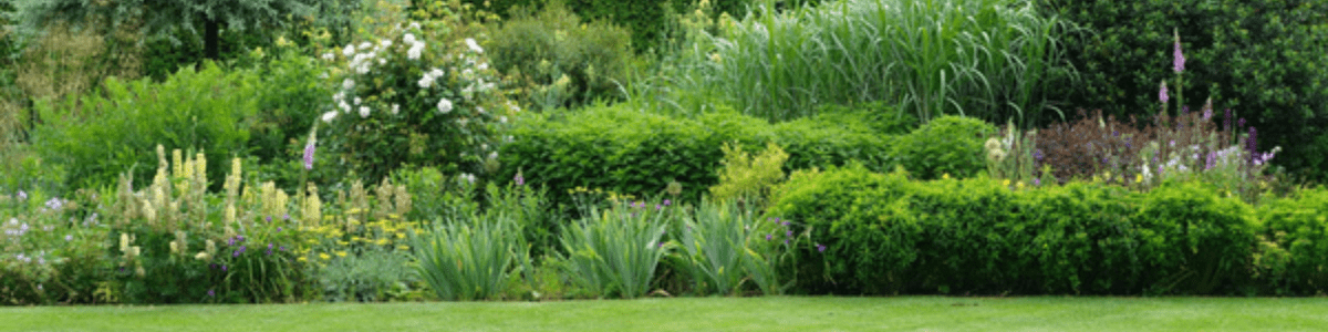 Het maken van een wilde tuin, waar moet ik allemaal rekening