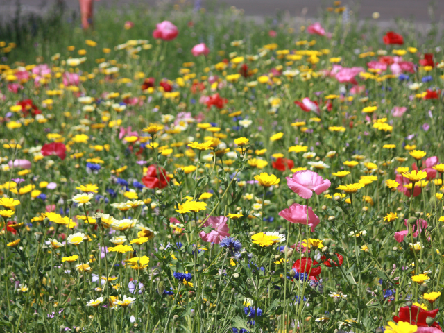 Wilde Hoog bloemen kopen voor te plaatsen in wilde tuin