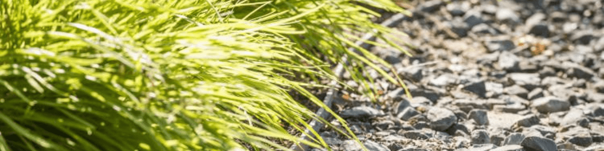 afboording voor bodembedekkers in tuin.