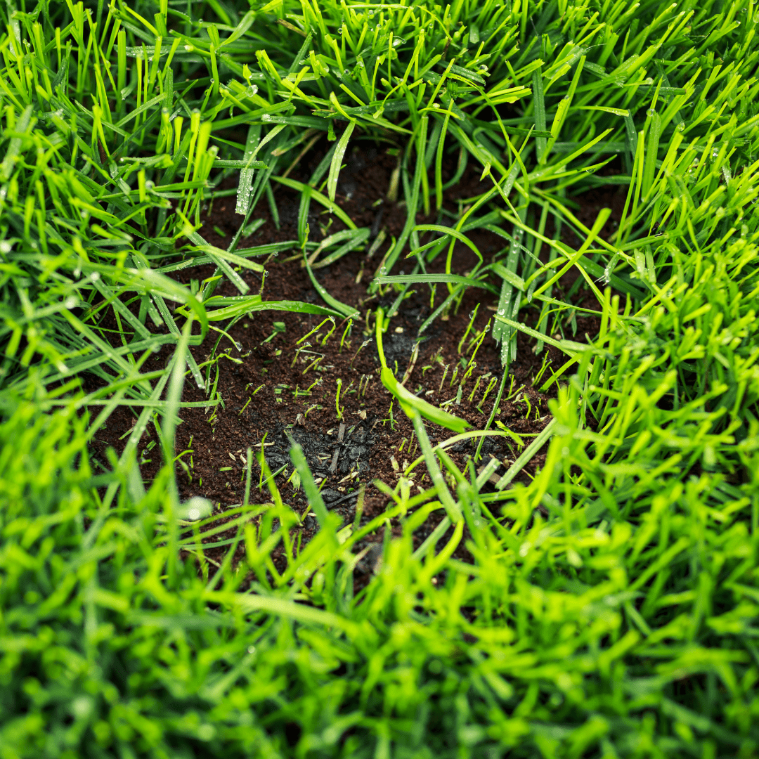 Topdressing